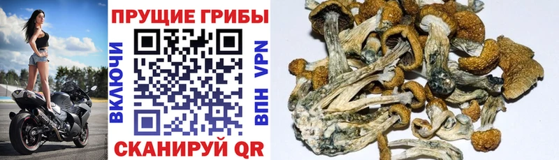 Галлюциногенные грибы Cubensis  сколько стоит  Оленегорск 